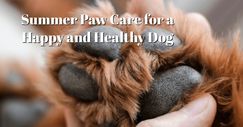 Summer Paw Care for a Happy and Healthy Dog