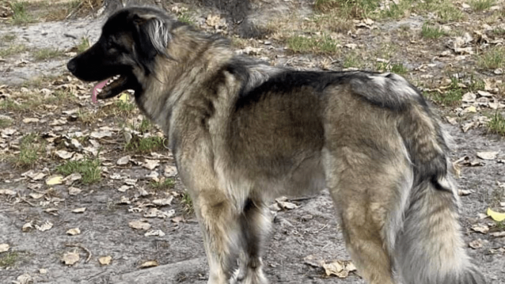 Caucasian Shepherd dog 