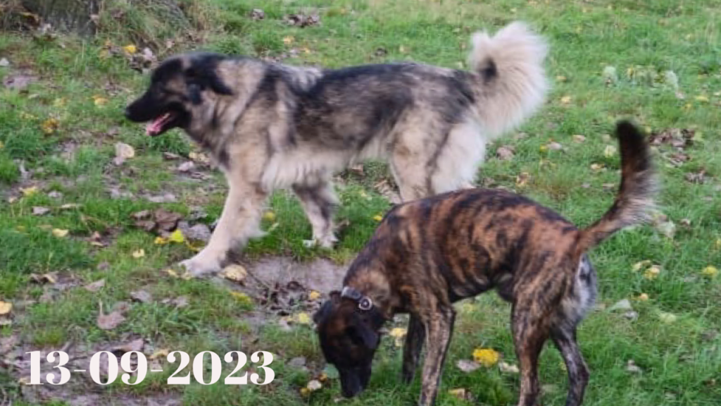 13-09-2023 Tilburg/ Caucasian Shepherd Luna