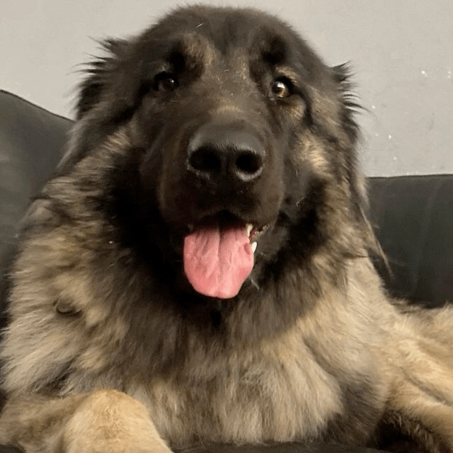 Powerful Caucasian Shepherd dog Luna confidently resting on a couch.