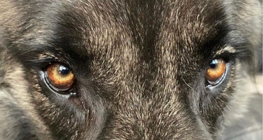 Beautiful Luna’s Eyes