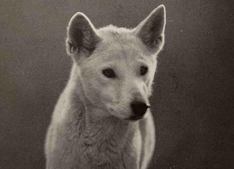 White Dingo dog with an elegant stance and captivating presence.