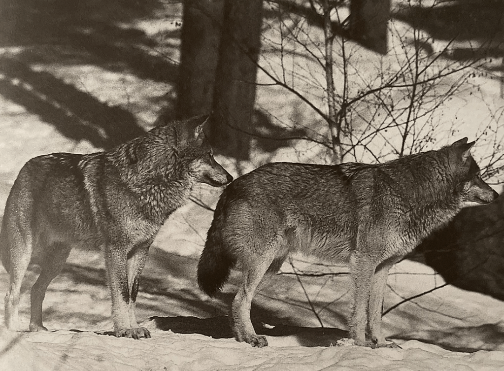 Black and white photograph of two wolves standing together in the snow, showcasing their strength and unity in their wintry habitat.